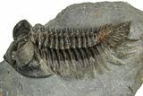 Excellent Coltraneia Trilobite Fossil - Huge Faceted Eyes #328575-1